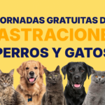 Castraciones gratuitas de perros y gatos en junio en todo el departamento