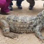 Evaluación de salud animal en la ECFA confirma condiciones óptimas