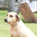 Bienestar animal: este viernes 29 de mayo habrá guardia de castraciones caninas