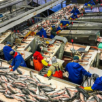 Convocatoria laboral en procesadora de pescado en Solís de Mataojo